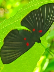 Melanis cephise