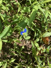 Commelina erecta erecta