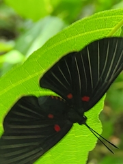 Melanis cephise