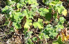 Pelargonium tomentosum