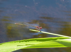 Enallagma dubium