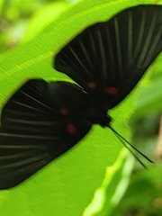 Melanis cephise
