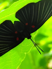 Melanis cephise