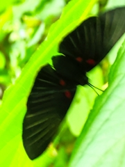 Melanis cephise
