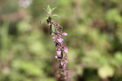 Stachys gilliesii