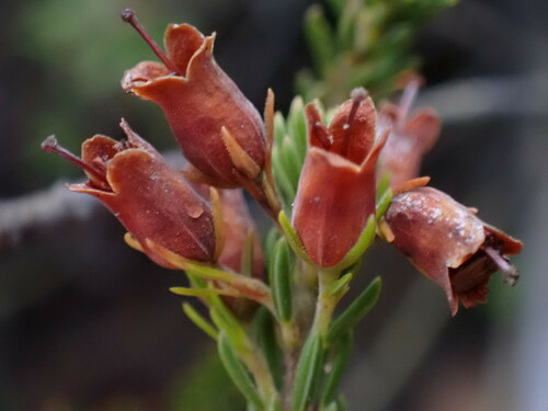 Image of Erica parilis by (c) Ren Hoekstra, some rights reserved (CC BY)