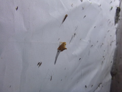 Apoda y-inversa