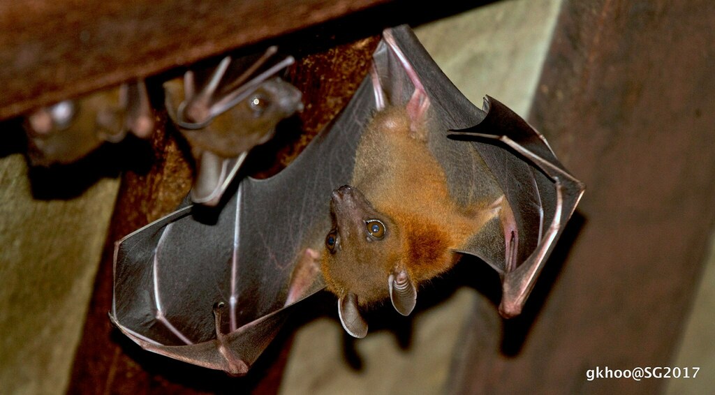 Lesser Short-nosed Fruit Bat from Singapore on October 19, 2017 at 05: ...