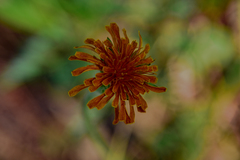 Agoseris aurantiaca