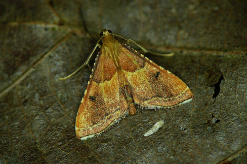 Karpytasparnis Ugniukas nuotrauka