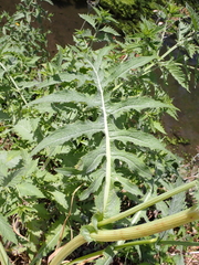 Cirsium oleraceum
