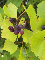 Vitis monticola