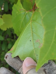 Vitis monticola