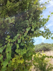 Vitis monticola