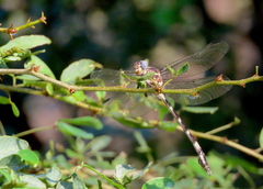 Phyllogomphoides pacificus