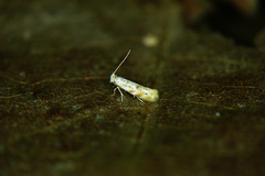 Bucculatrix bechsteinella