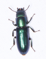 Temnoscheila acuta