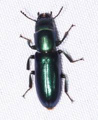 Temnoscheila acuta