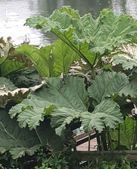 Gunnera manicata