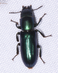 Temnoscheila acuta