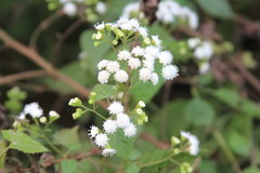 Ageratina tenuis