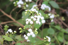 Ageratina tenuis