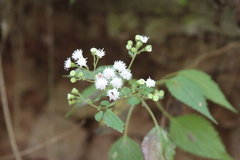 Ageratina tenuis