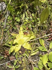 Pinguicula lutea