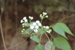Ageratina tenuis
