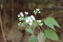 Ageratina tenuis