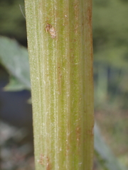 Cirsium oleraceum