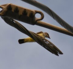 Tyrannus verticalis