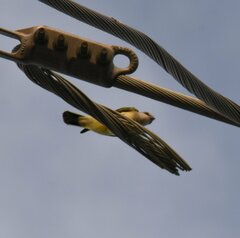 Tyrannus verticalis