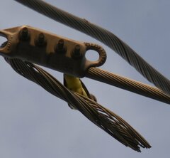 Tyrannus verticalis