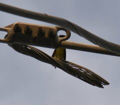 Tyrannus verticalis