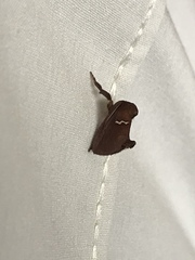 Monoleuca semifascia
