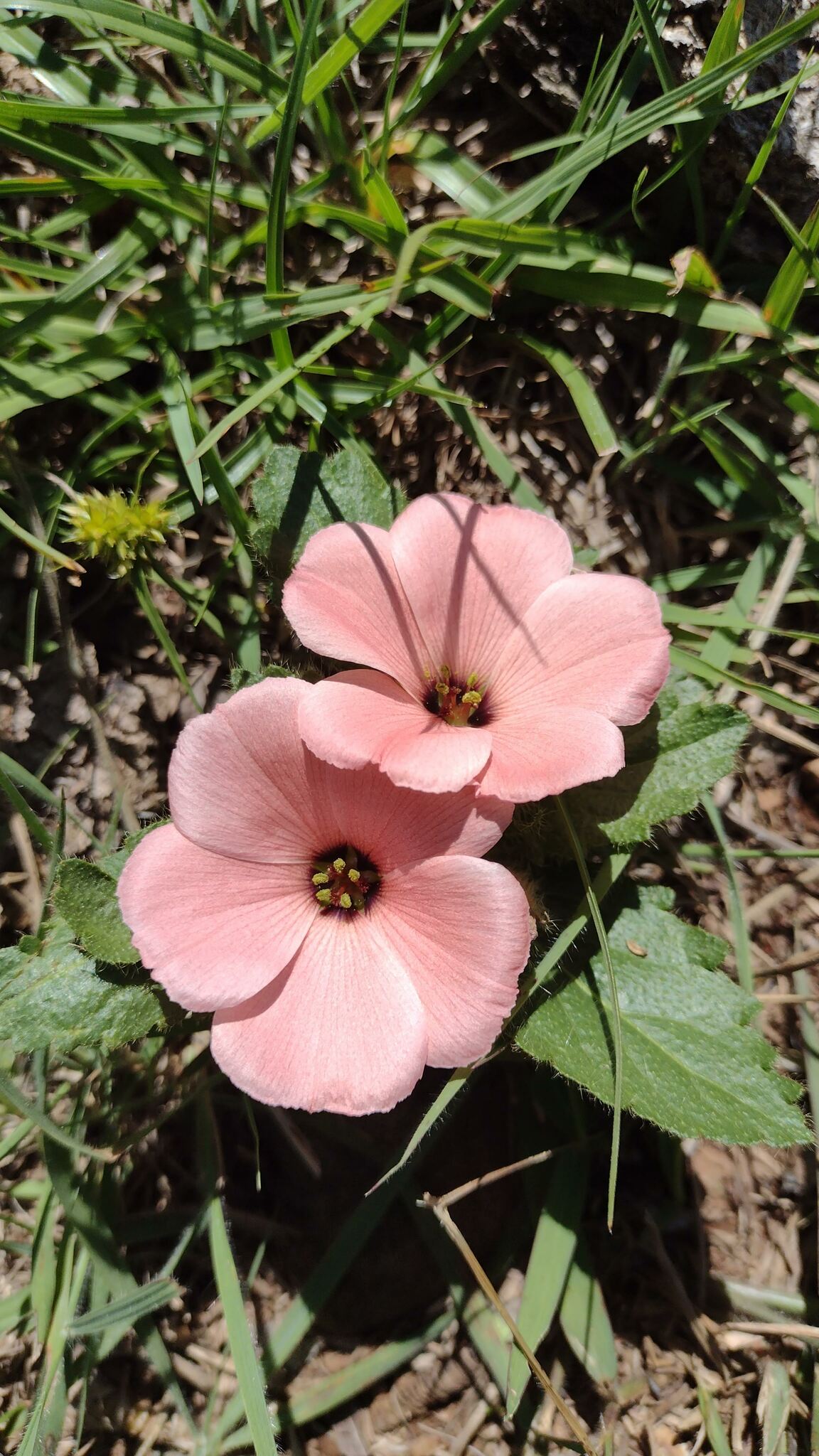 Turnera sidoides