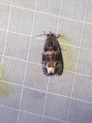 Olethreutes fasciatana