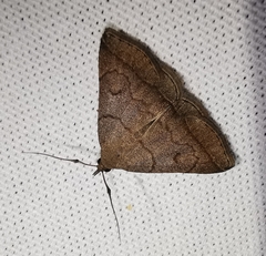 Zanclognatha lunalis