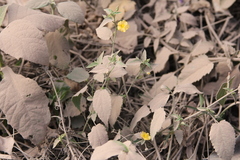 Pseudabutilon virgatum