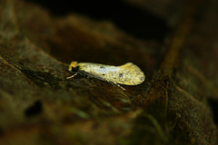 Tinea trinotella