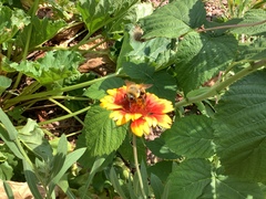 Bombus