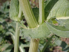 Cirsium oleraceum