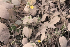 Pseudabutilon virgatum