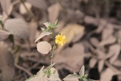 Pseudabutilon virgatum