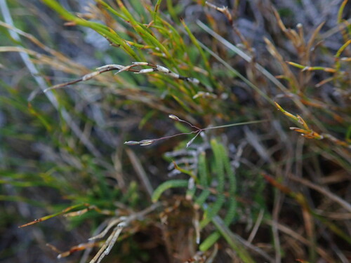 Agrostis aucklandica, 2022-01-30