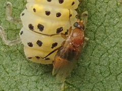 Metopininae