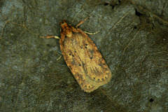 Agonopterix laterella