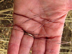 Aristida diffusa burkei