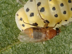 Metopininae